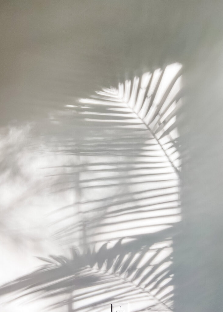 Abstract palm leaf shadows on a pale wall